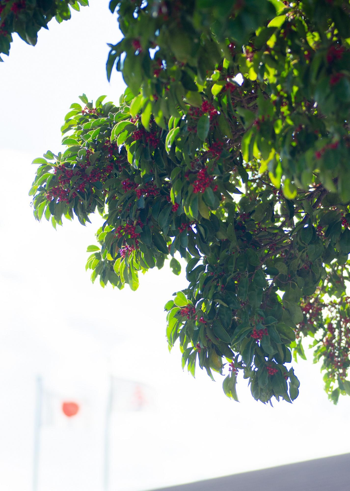 相川公民館の敷地内にある、真っ赤な小さい実をつけた青々とした木の後ろに、相川公民館の日の丸国旗がぼんやりと映っている。