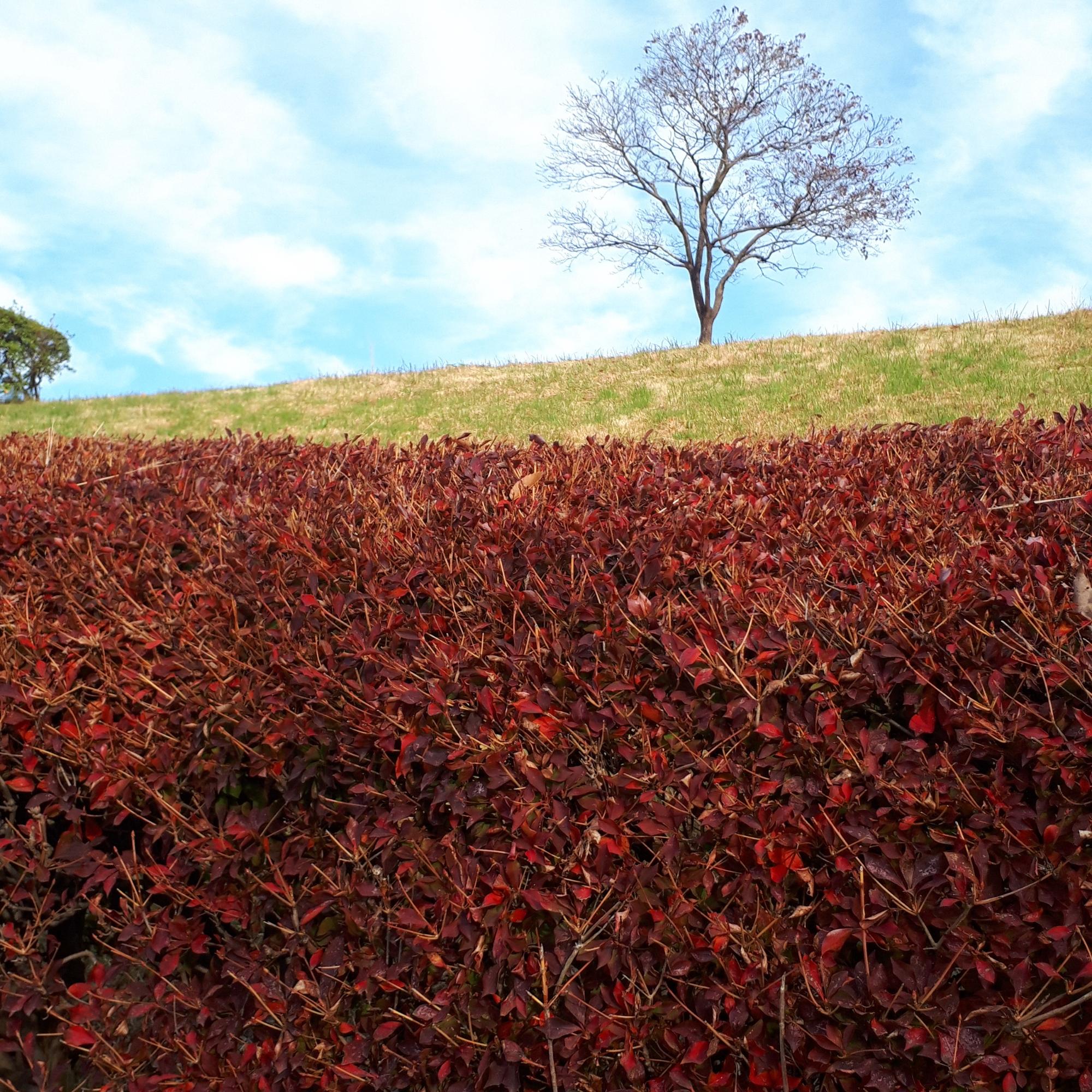 森の里で撮影された真っ赤に紅葉した低木の向こう側に重なる緑の芝と青い空のコントラストが美しい風景