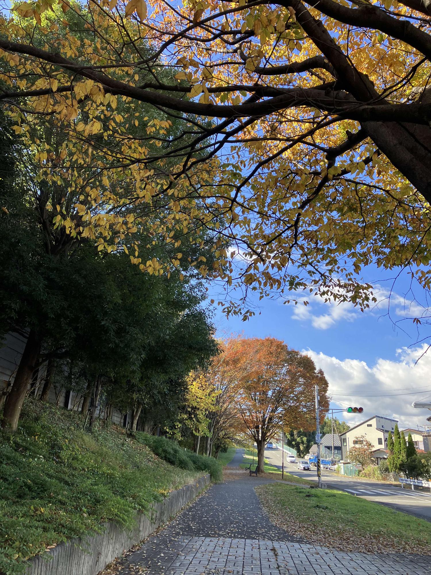 散歩道の奥に紅葉の木と青空白い雲が見える