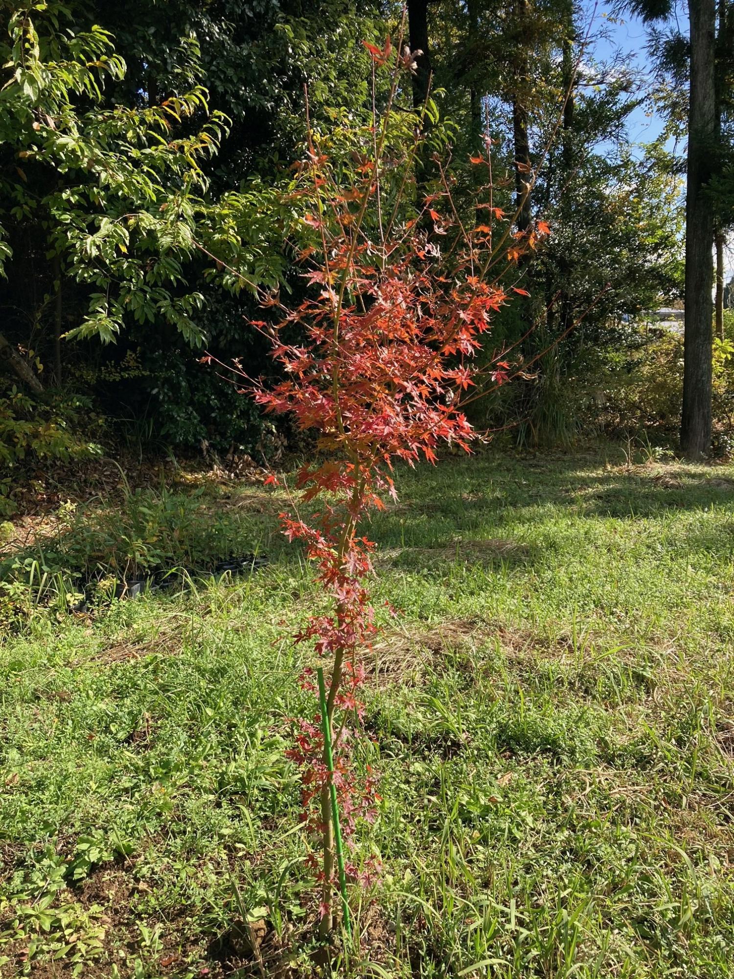 こどもの森公園で撮影された小さな紅葉の木