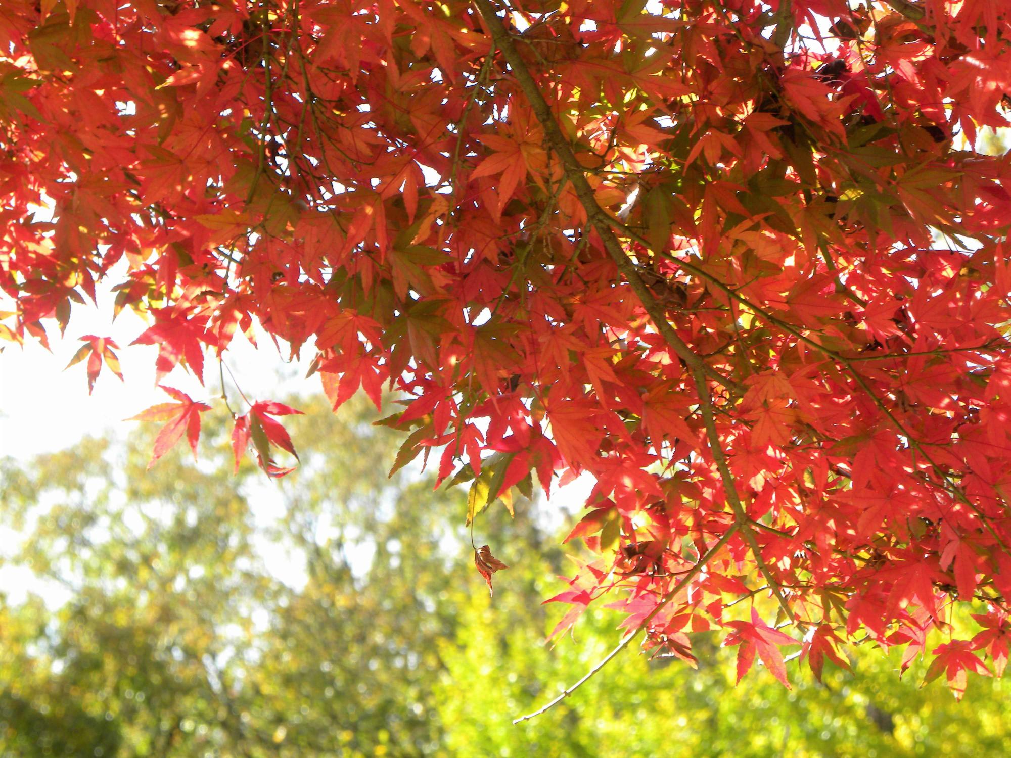 真っ赤な紅葉と黄緑の葉を付けた木々の共演