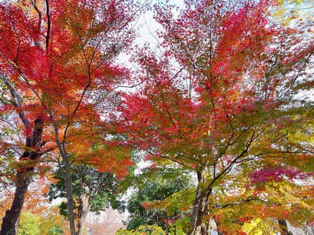 森の里で撮影されたまっかな紅葉の木が2本と緑の木々の風景