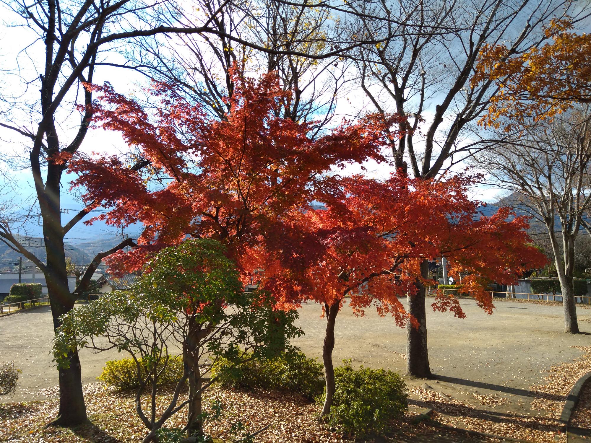 鳶尾西公園で撮影された1本の紅葉の木