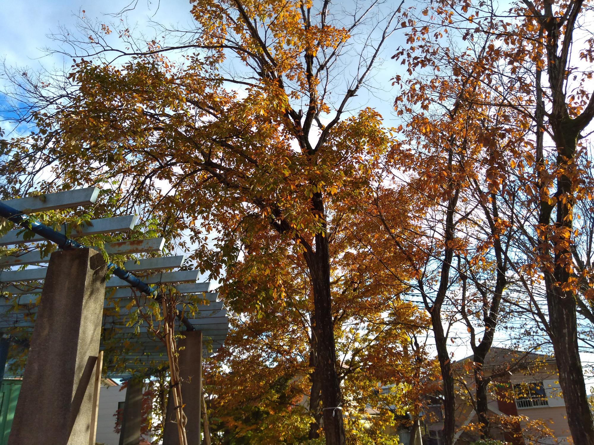 鳶尾西公園を覆うように立つ大きな紅葉した木
