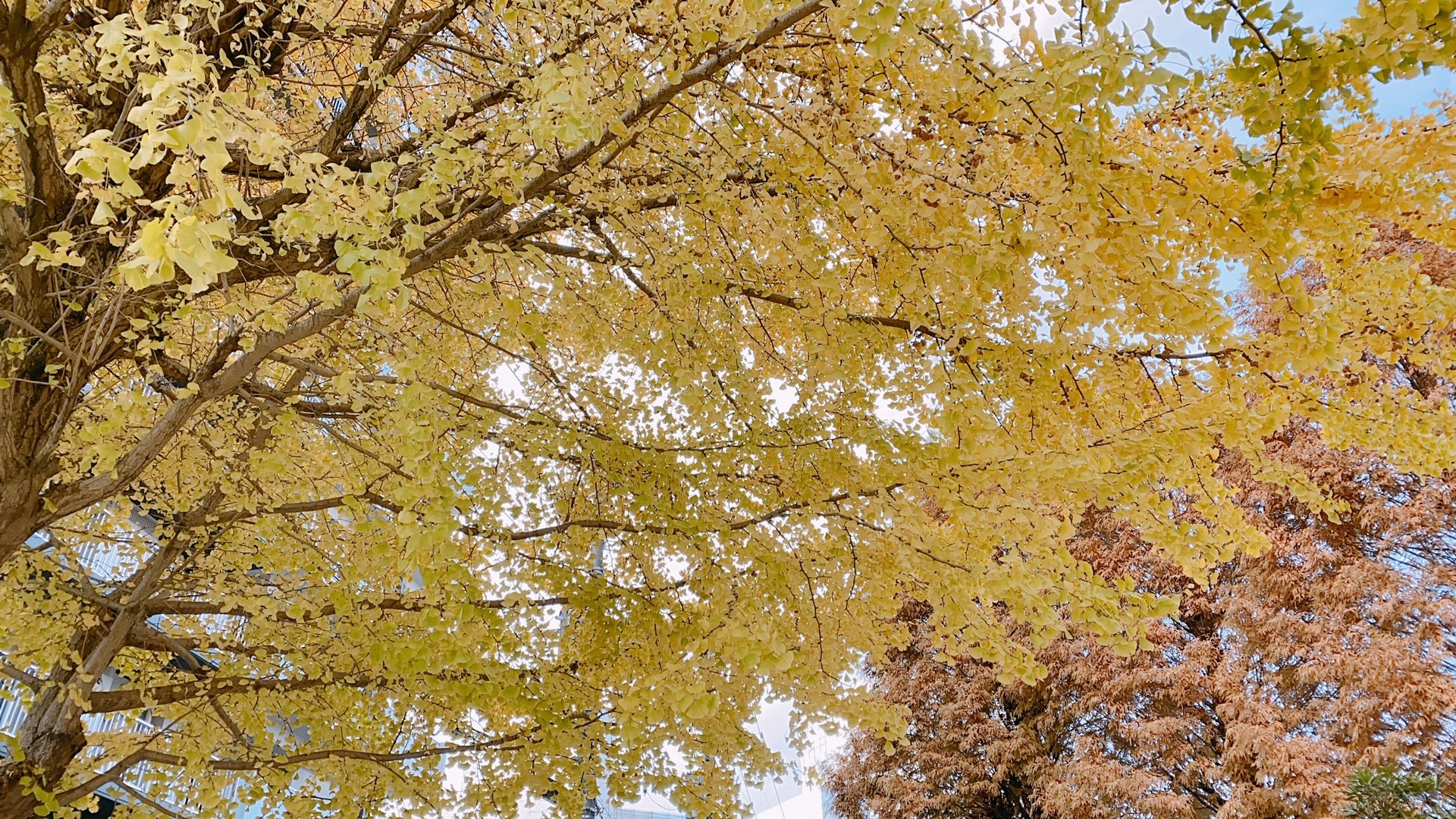 下から撮影された、空を覆いつくすような大手公園の大きな黄色いイチョウの木