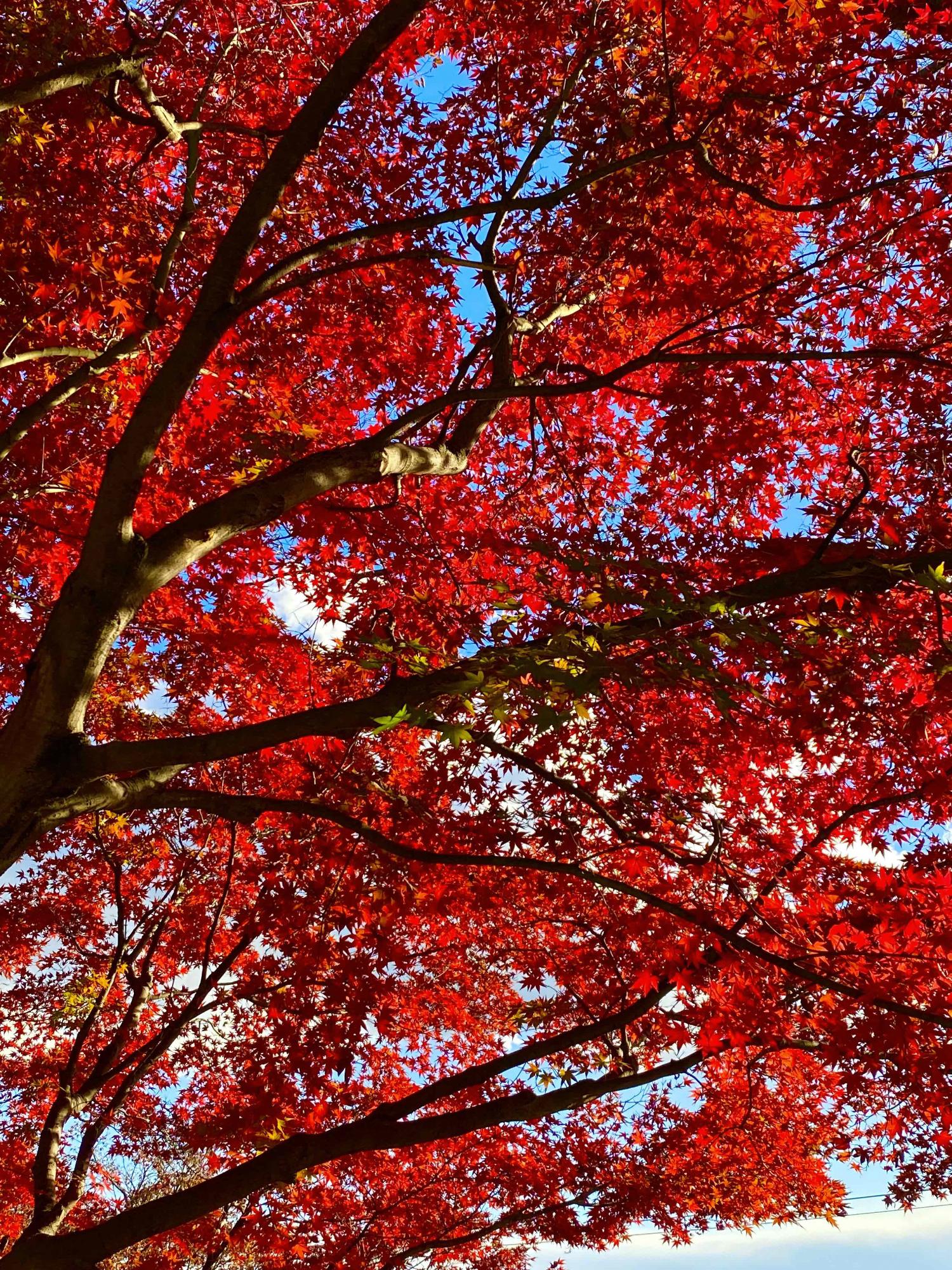 鳶尾中央公園で下から撮影された、空を覆いつくすような真っ赤なもみじの木