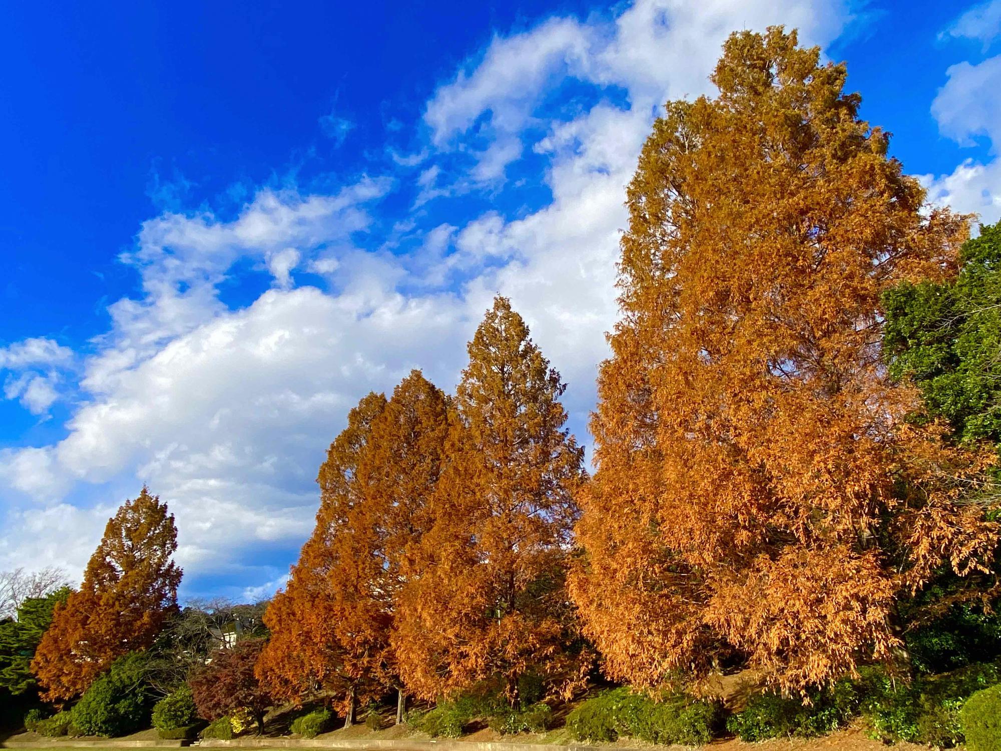鳶尾中央公園で撮影された、青々とした空に届きそうな大きい紅葉した木々が立ち並ぶ風景