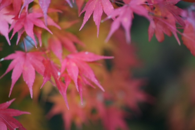 ピンク色の紅葉の葉