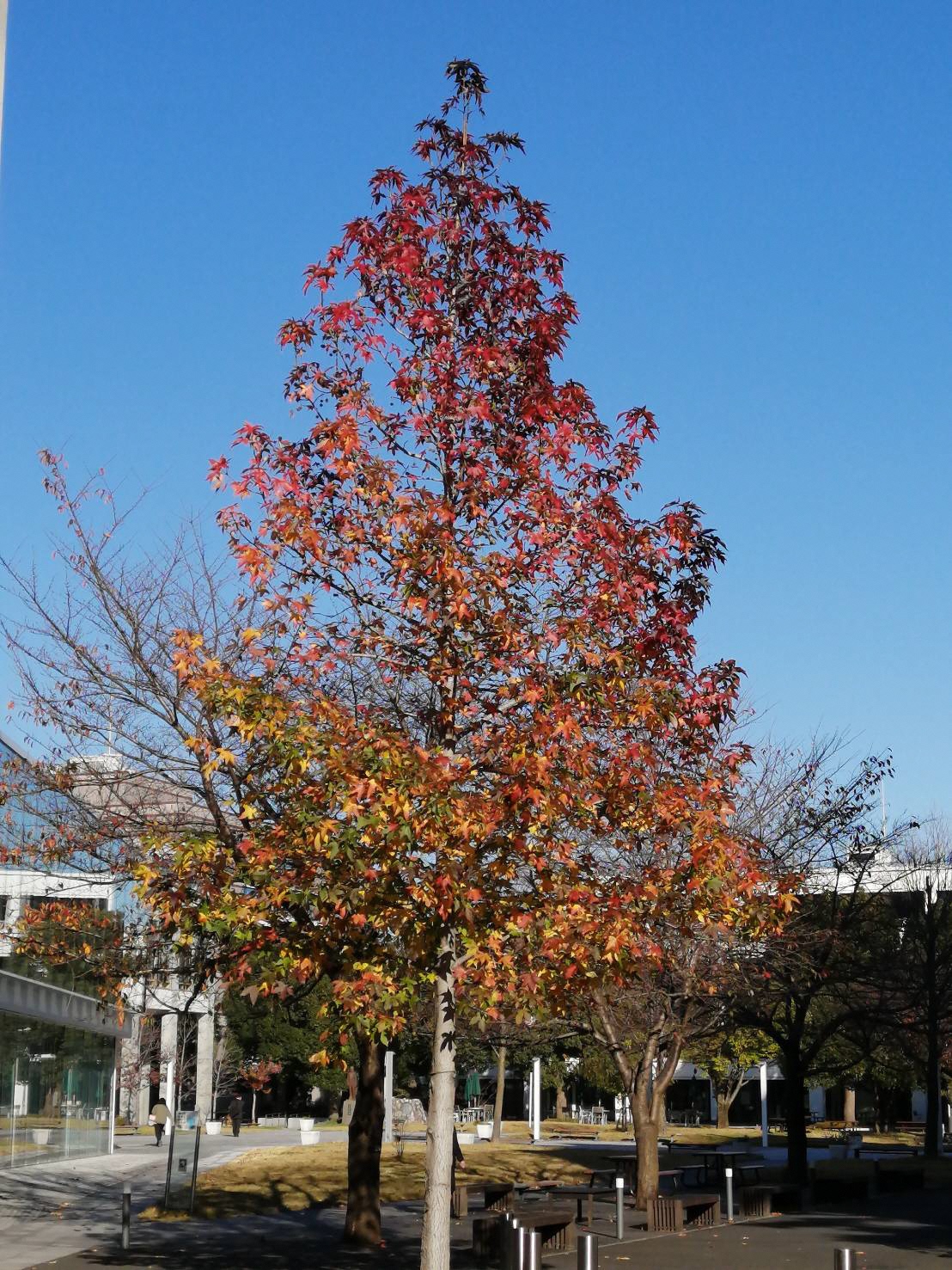 葉の色がグラデーションになっている1本の木