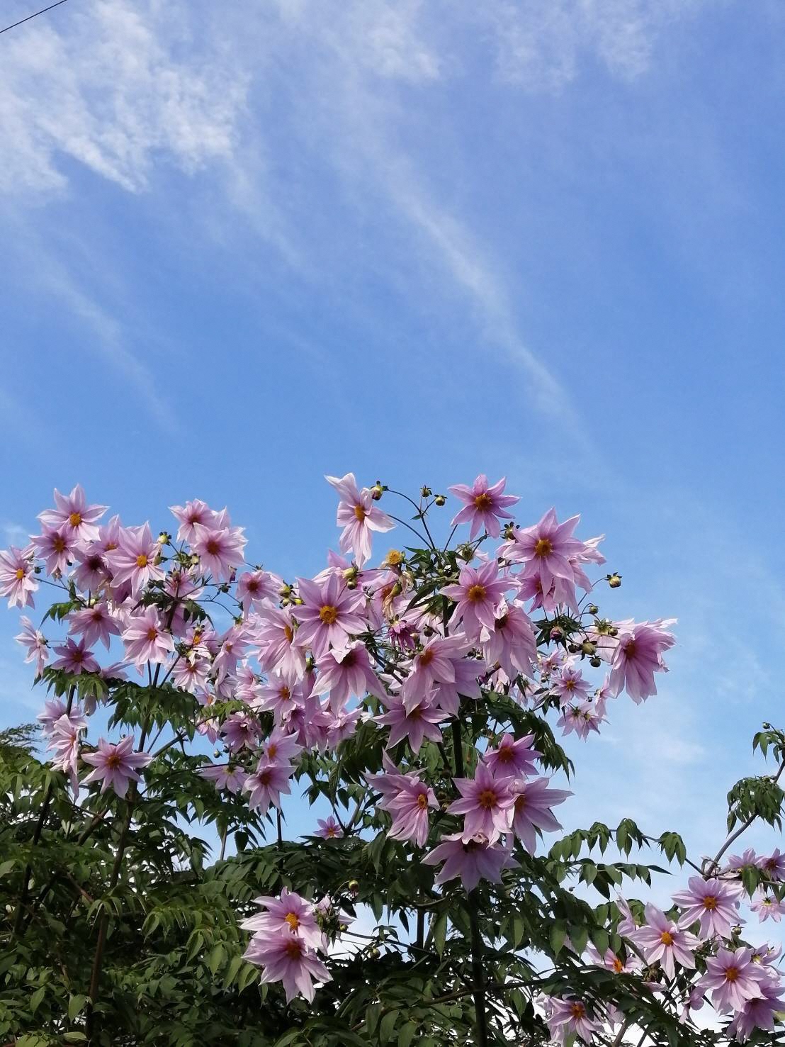 青空を背景に咲くピンクの花