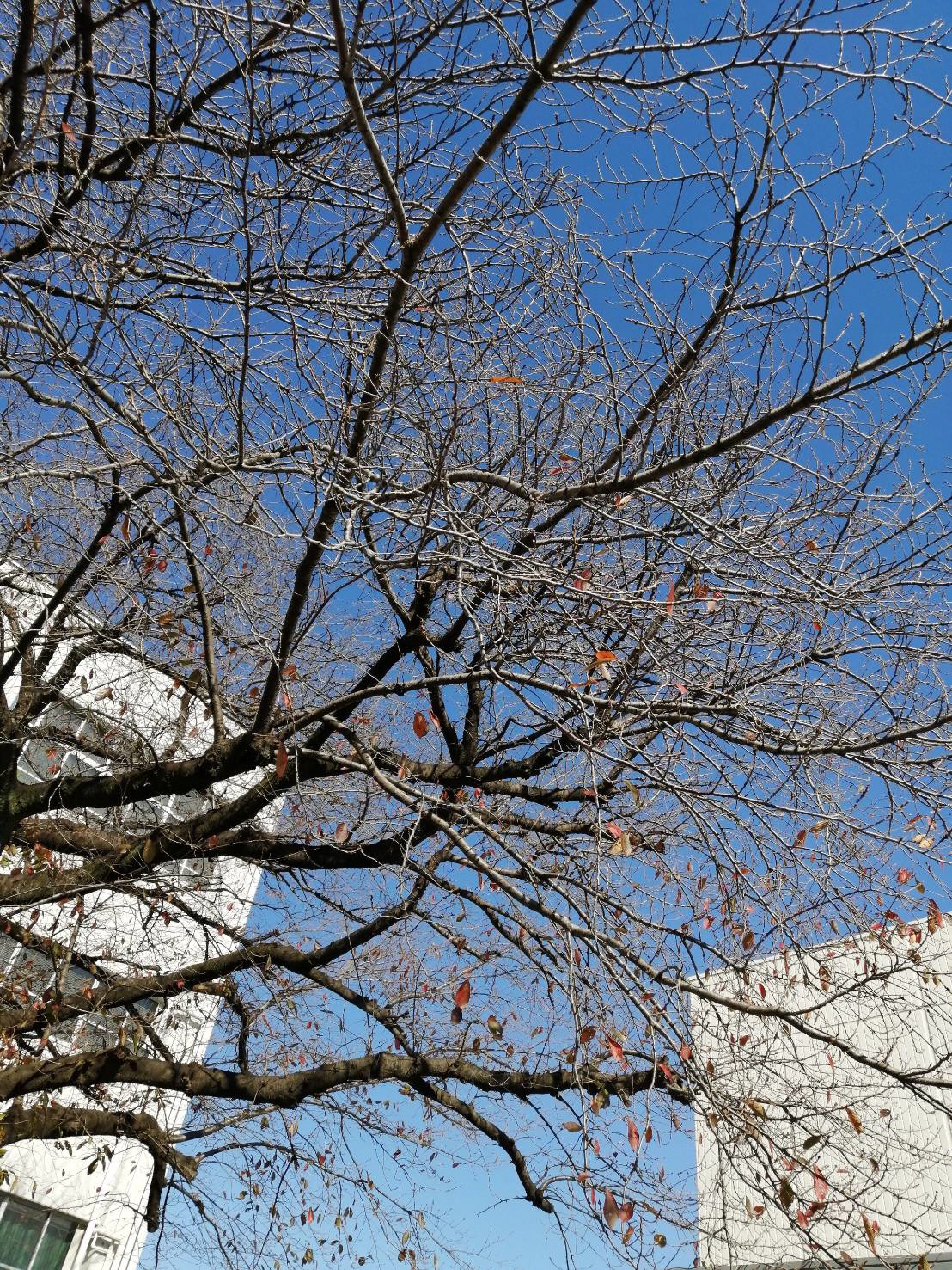 青空を背景にまだ散らずにいる葉が数枚ついている木
