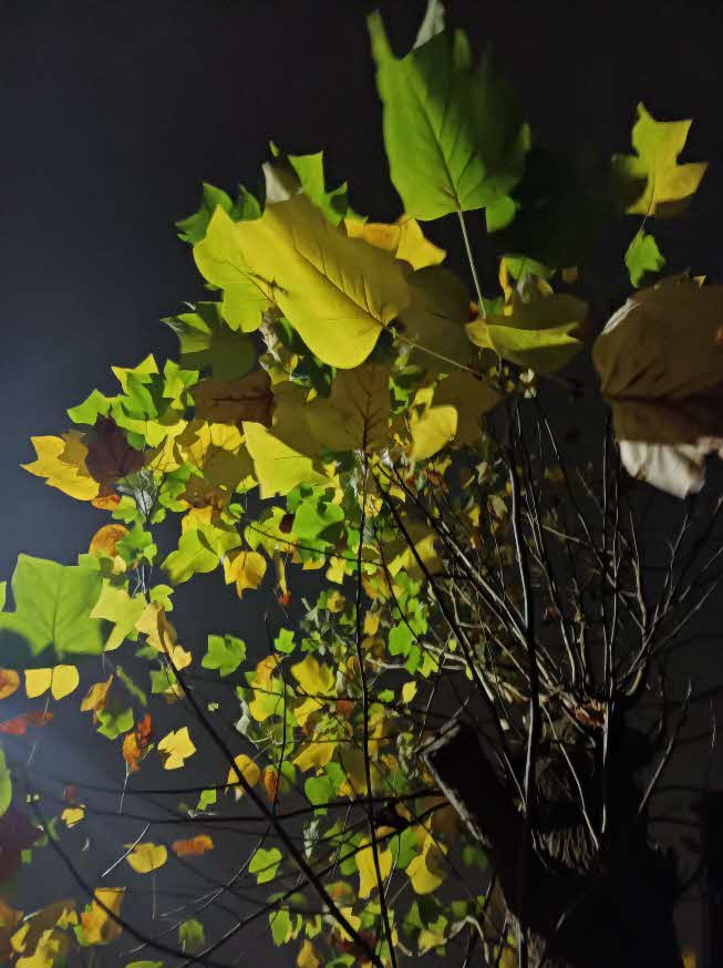暗闇の中、緑や黄色の葉を付けた木の枝が光に照らされている様子
