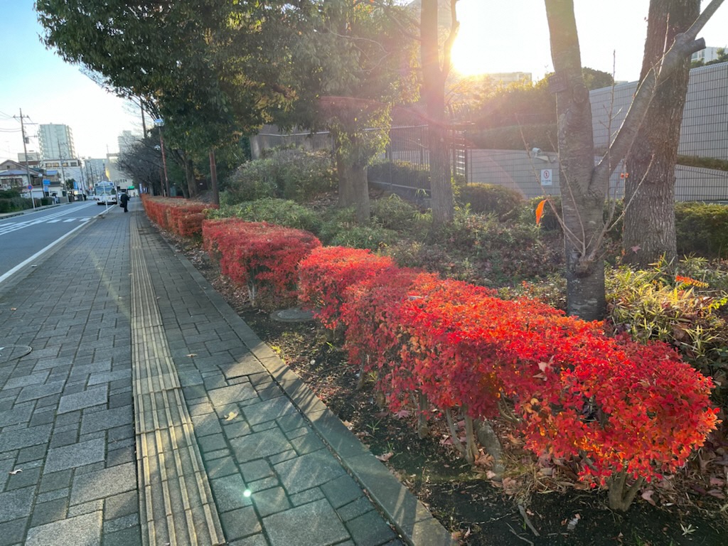 歩道沿いに並んでいる低木が鮮明な赤に色づいている様子