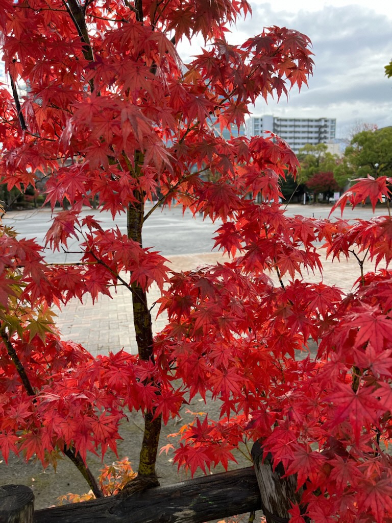 赤く色づいた紅葉の木のアップの写真