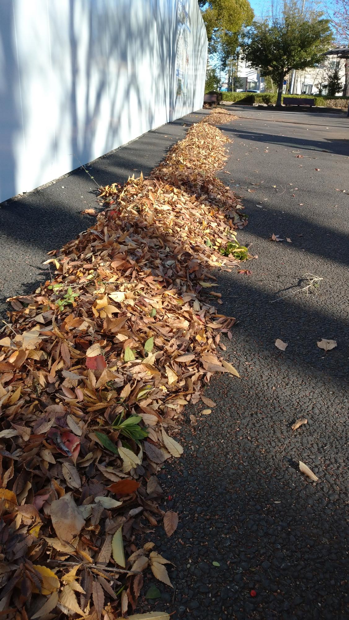道脇に直線に寄せられた落ち葉たち