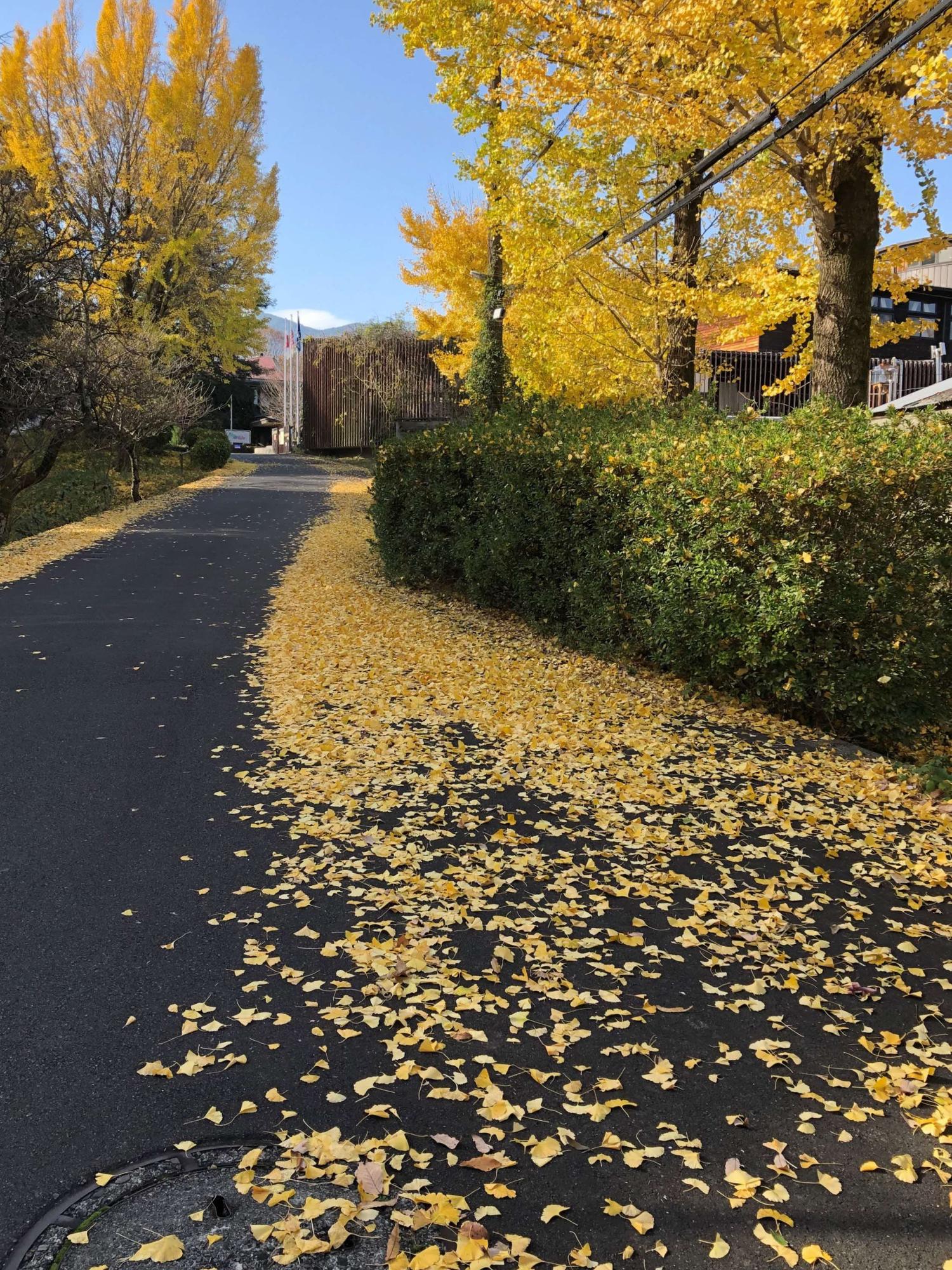 道路に落ちたイチョウの葉が、両脇に集まっている様子