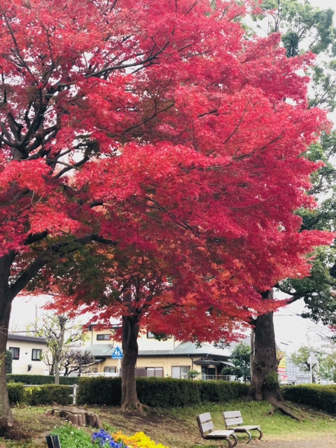 公園に立つ真っ赤に色づいた大きな紅葉の木