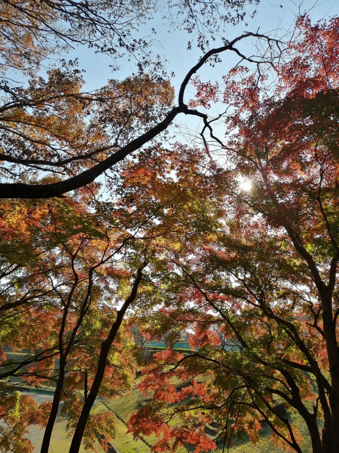 下からのアングルで撮影された紅葉した木々