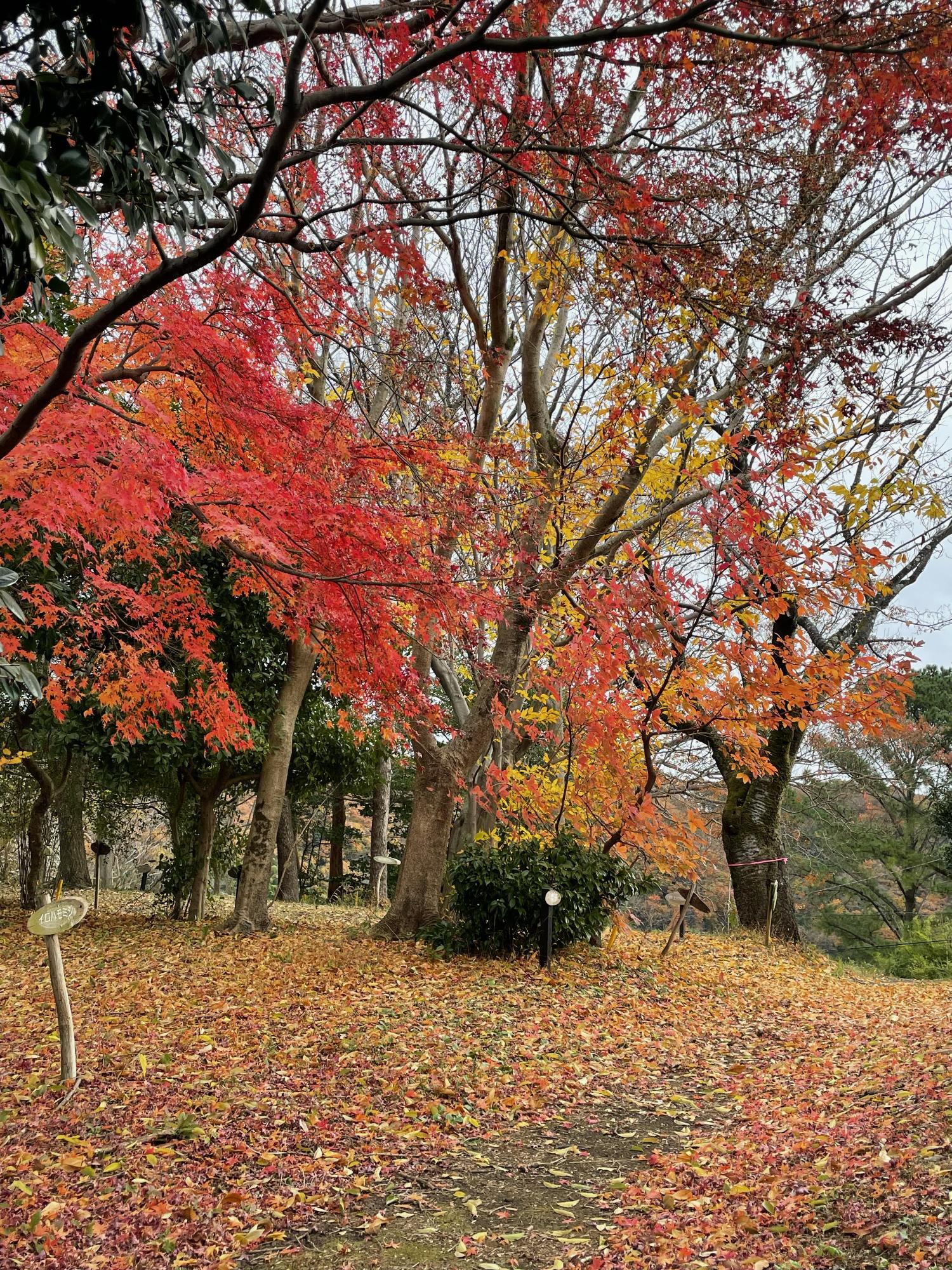 赤く色づいた紅葉と常緑樹、地面に赤色黄色の落ち葉