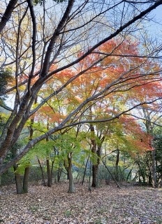 上部が紅く染まり、下部がまだ緑色の葉を付けている木