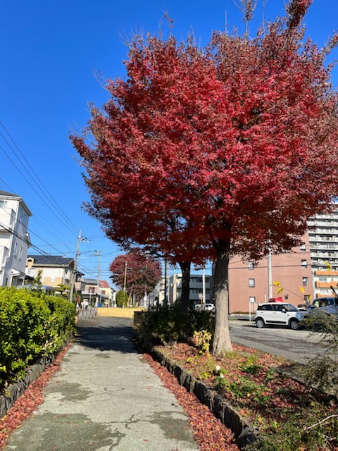 背景が雲一つない真っ青な空と歩道の脇に立つ赤く紅葉したもみじの木