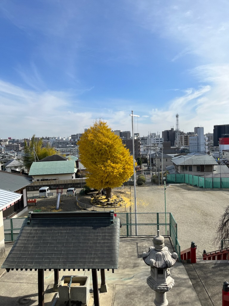 神社の上の方から撮影した写真、立派なイチョウの木が悠然とたっている様子