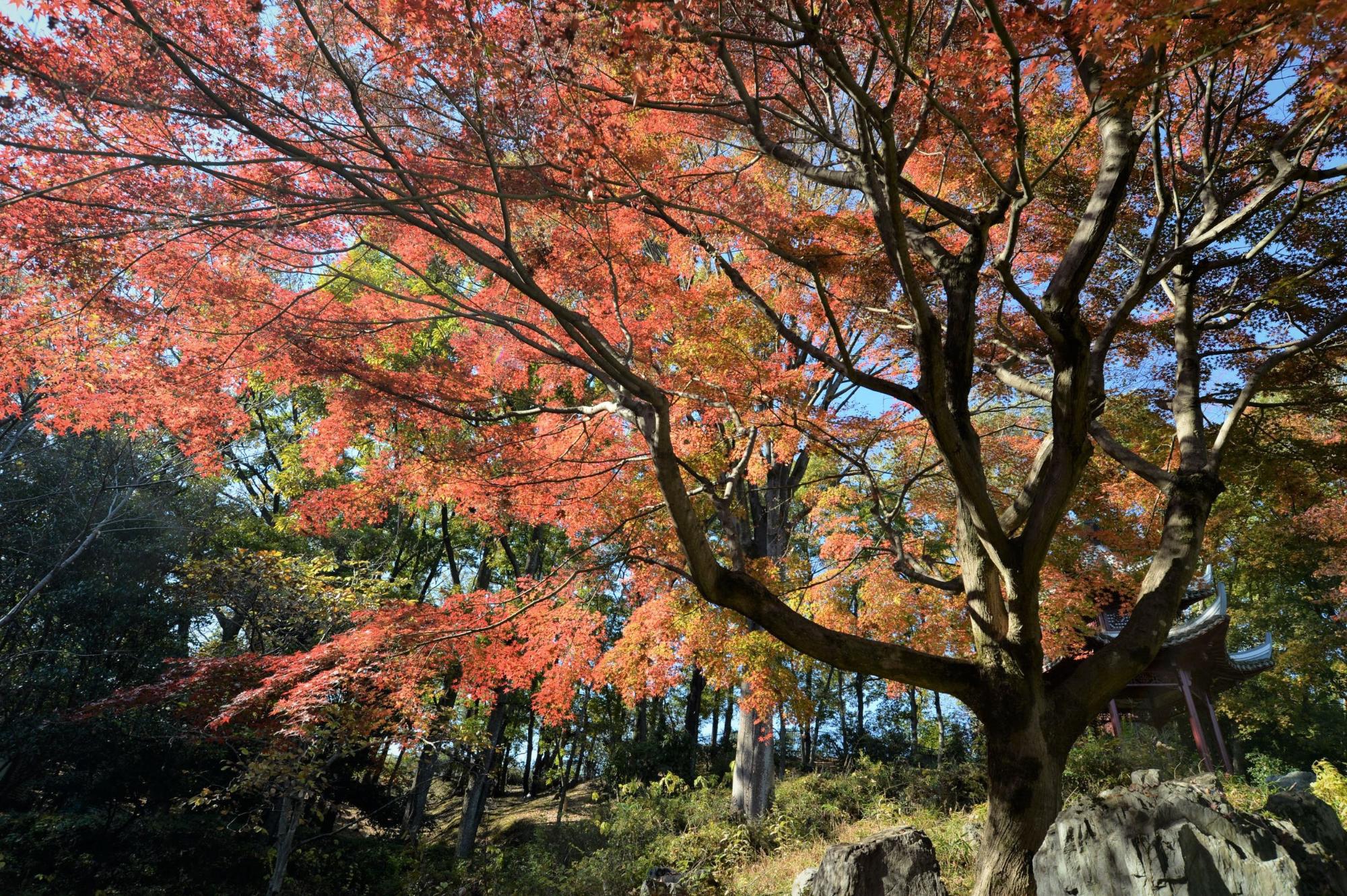 下からのアングルで撮影された立派な紅葉の木