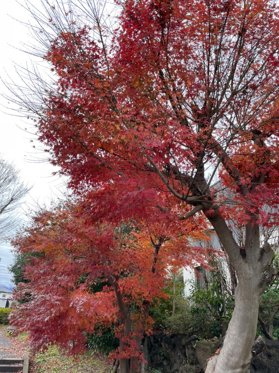 紅く立派に色づいた2本の紅葉の木