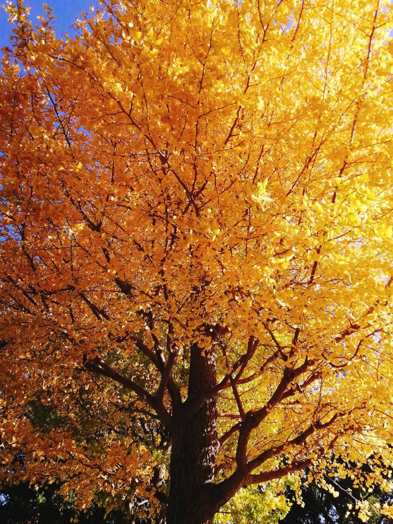 黄色く色付いた葉をたくさんつけているイチョウの木を下から撮影した様子