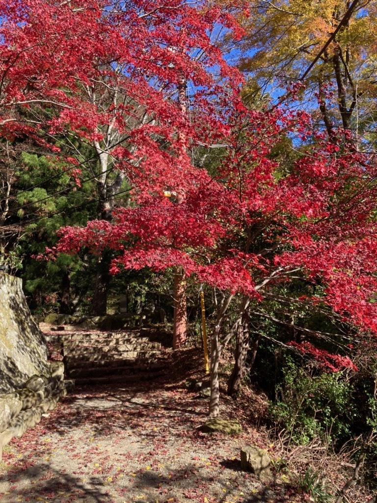 山道の端に赤く染まった葉を付けるもみじの木