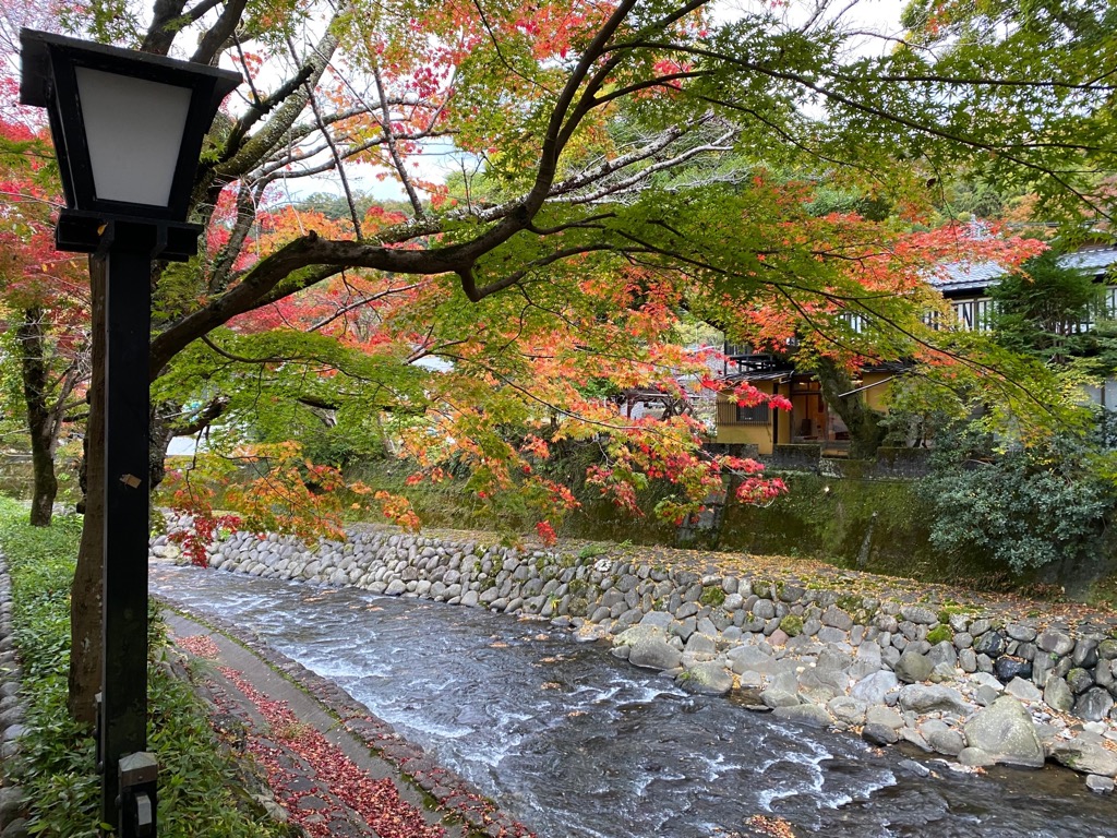 小川と色づく紅葉の木