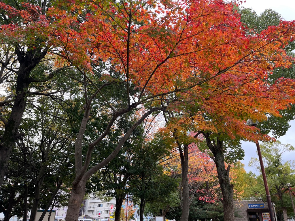 赤く色付いた紅葉の木