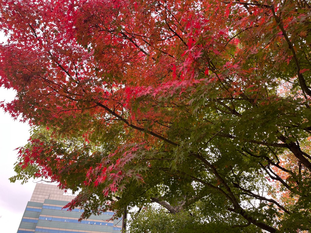 赤く色付き、もう少しですべて赤くなる紅葉の木