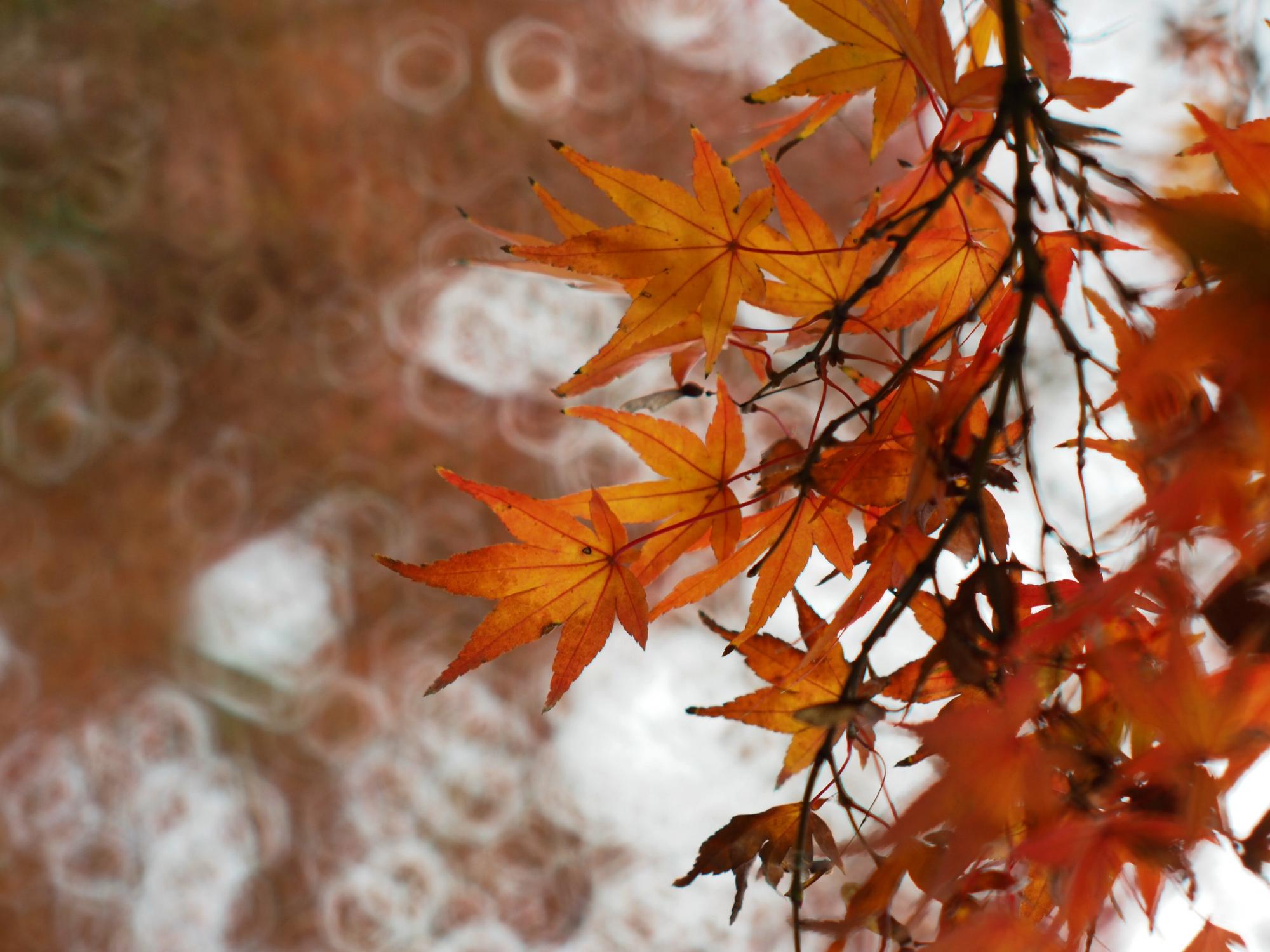 幻想的に撮影された枝に付いている朱く色付いたもみじの葉