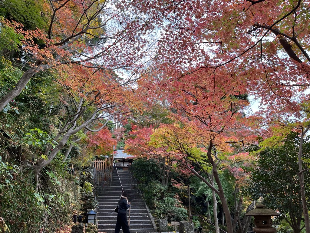 赤く色付いた紅葉と階段