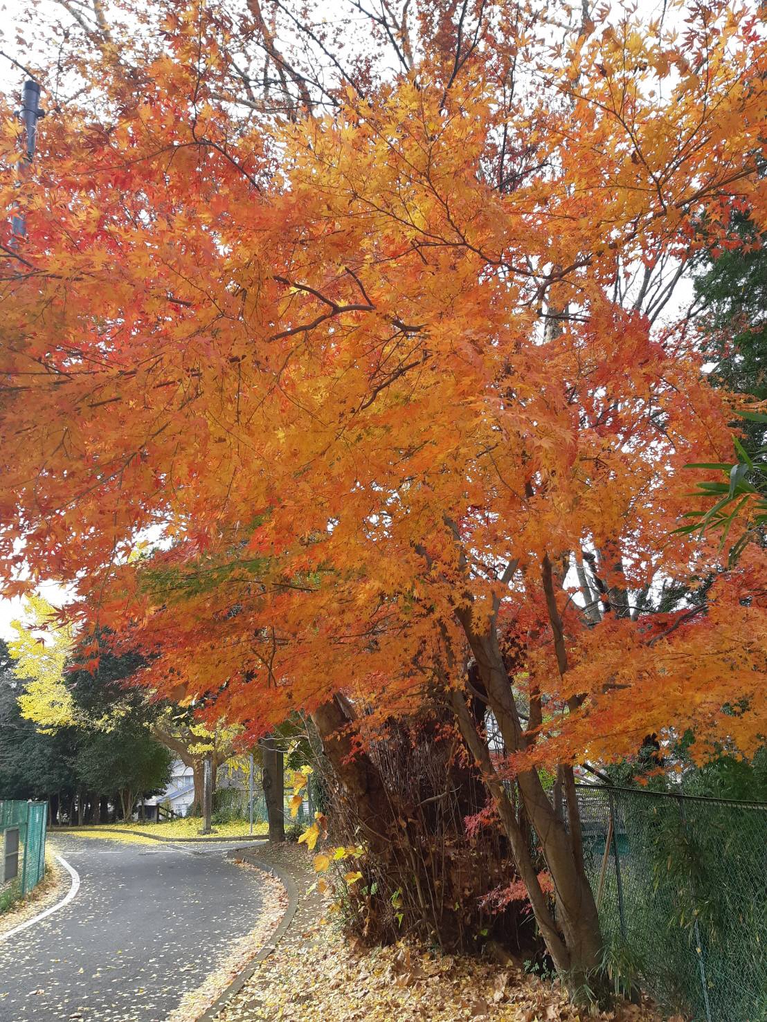 道路の端に立っている赤く色づいた葉をつけるもみじの木、
