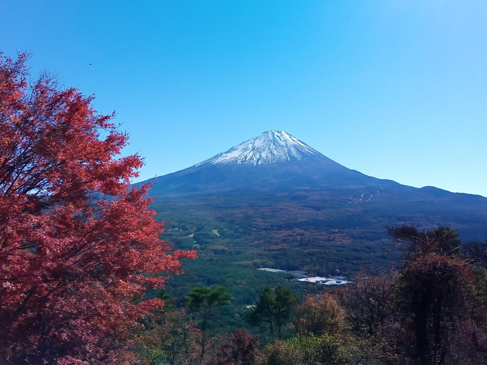 富士山と赤く紅葉したもみじの木