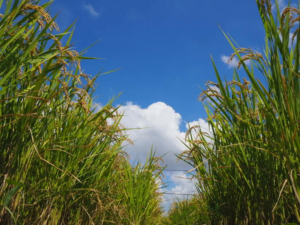 下からのアングルで撮影された稲と青い空と大きな白い雲