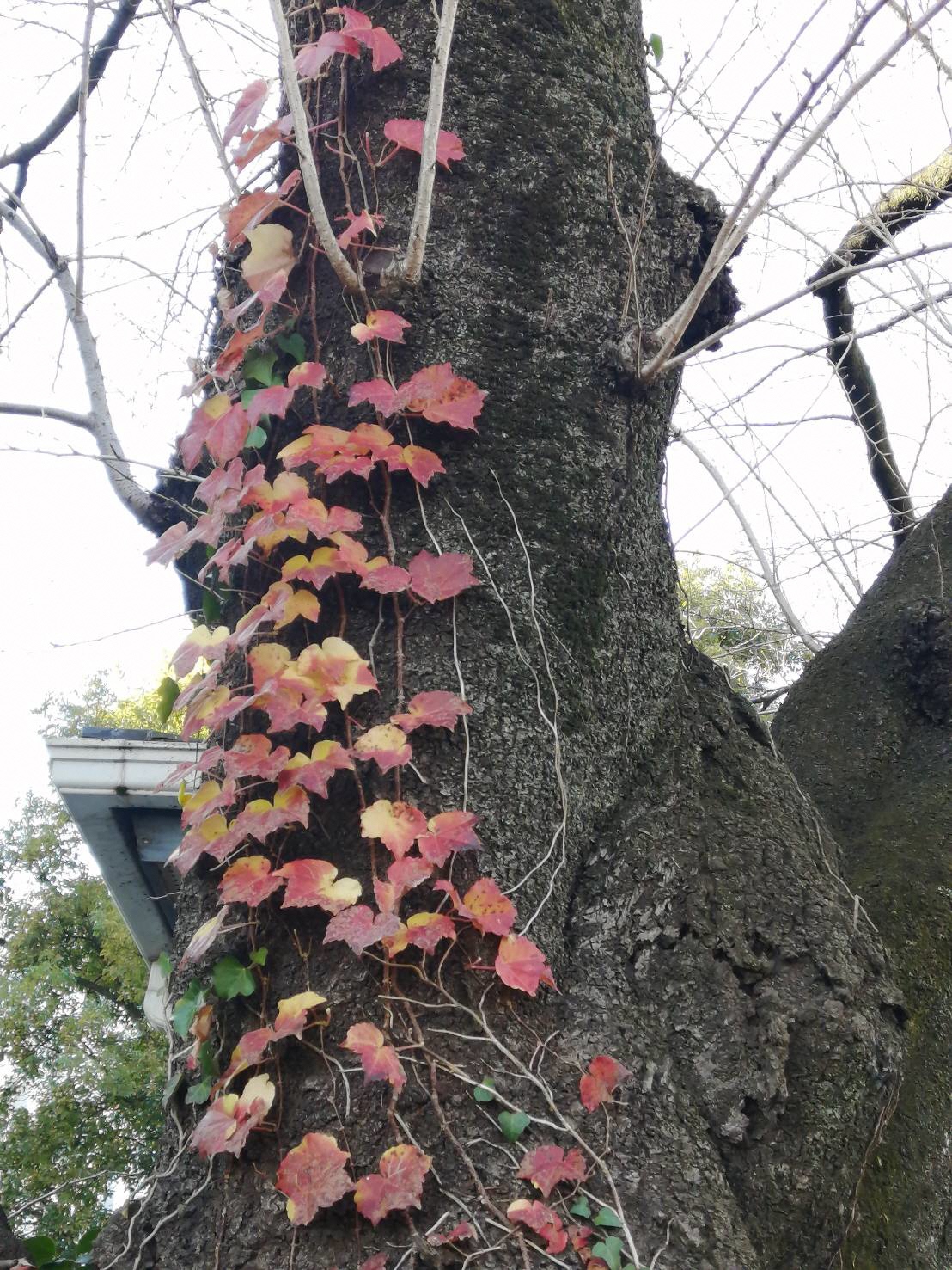 幹が太い樹木に巻き付いているつるの葉が赤く色づいている様子