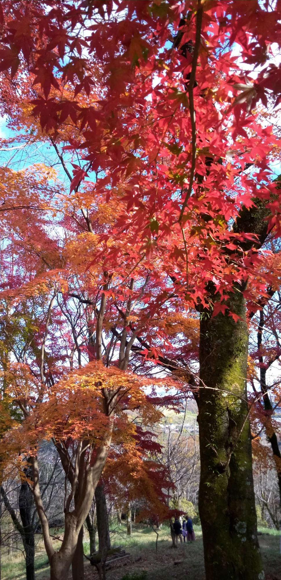 鮮明な青い空を背景に画面いっぱいに入っている赤い紅葉も木