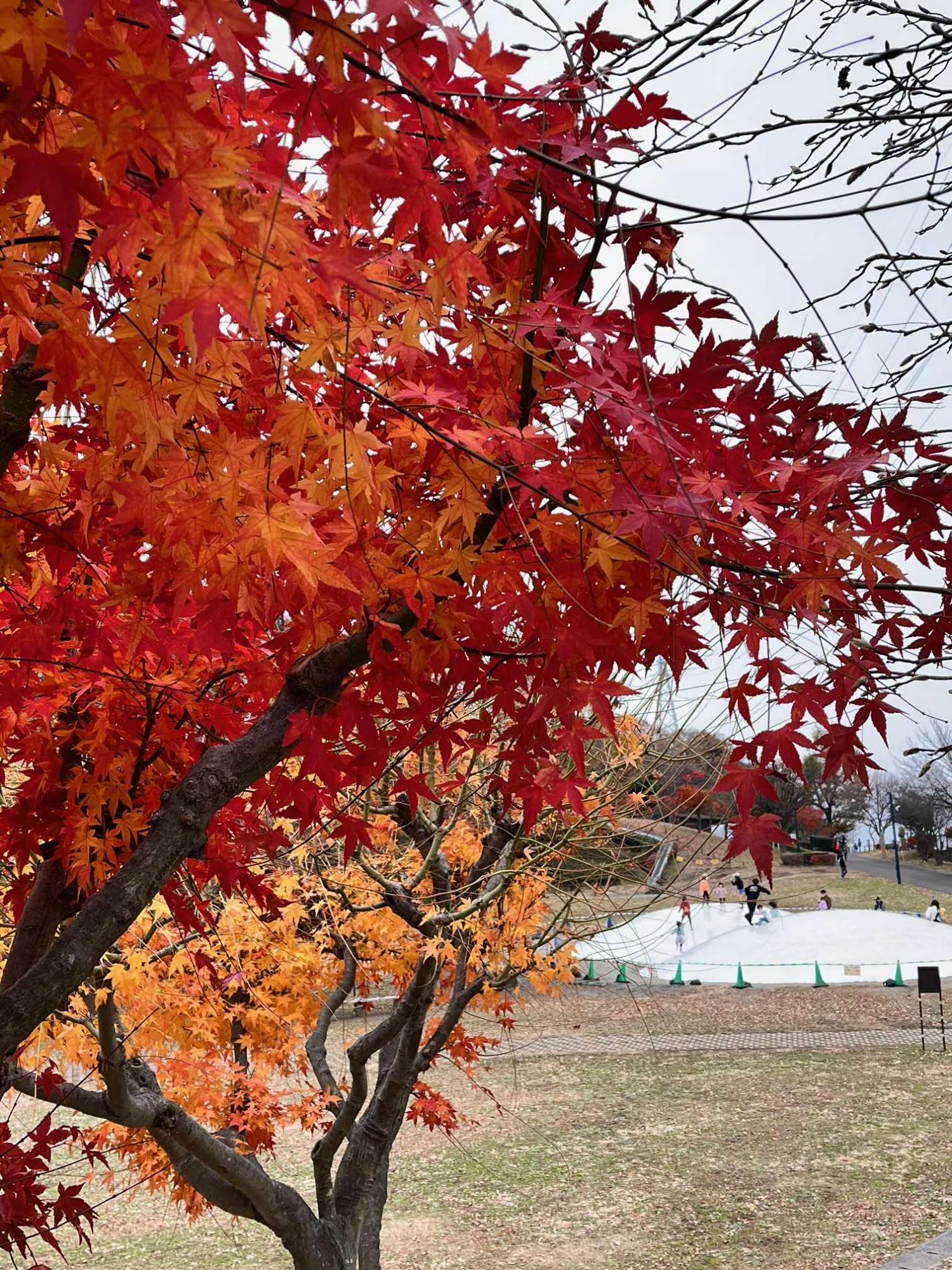 ぼうさいの丘公園のふわふわドームと紅葉の木