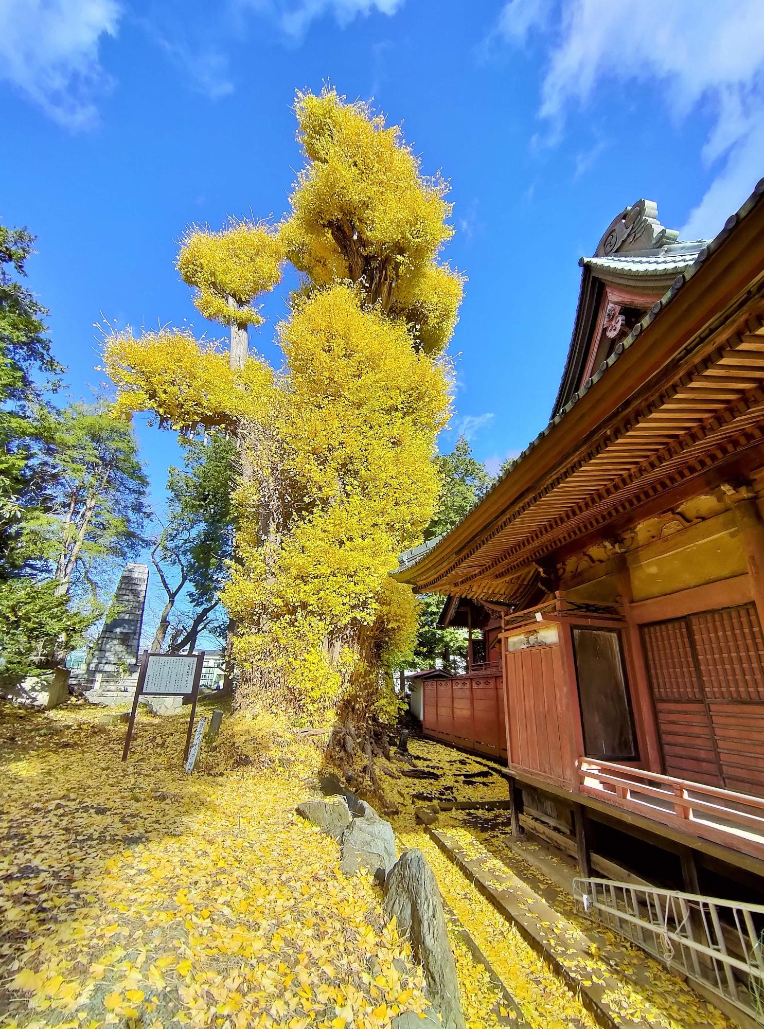 神社の横に立つ黄色く色付いた立派なイチョウの木