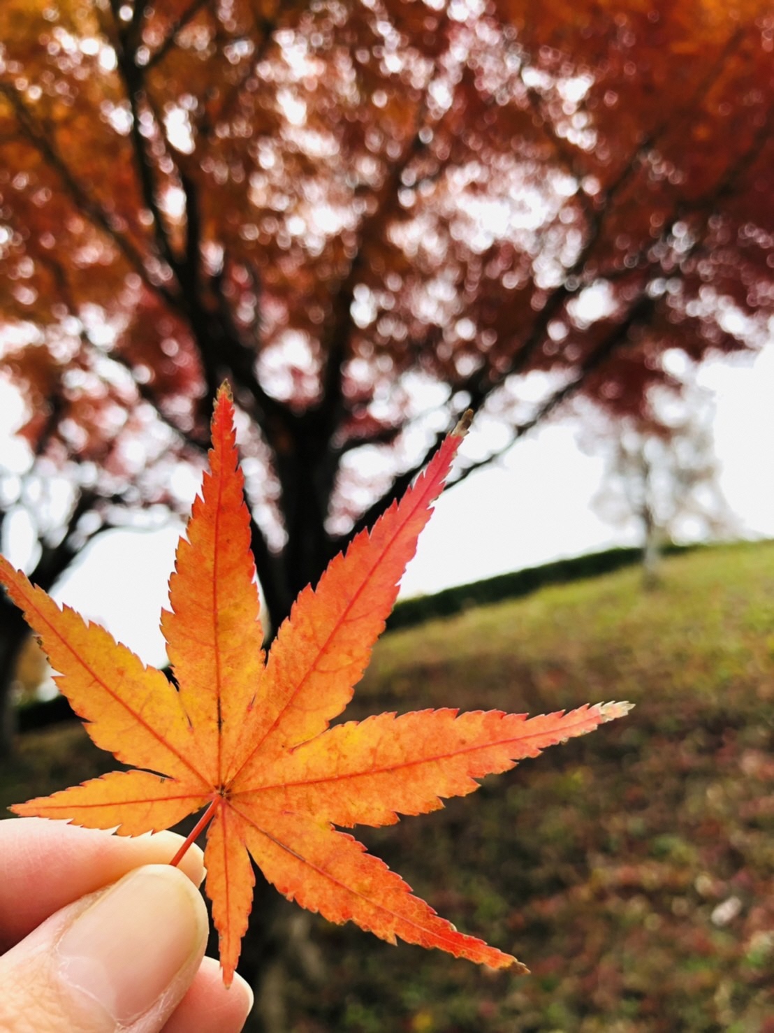 大きな紅葉の木を背景に手に持っている一枚の紅葉の葉