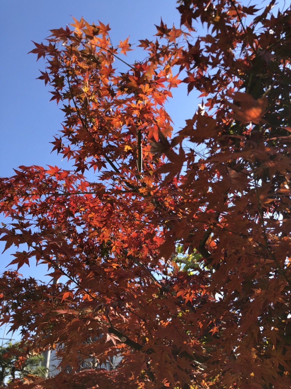 下からのアングルで撮影された陽の光を受けている紅葉の木