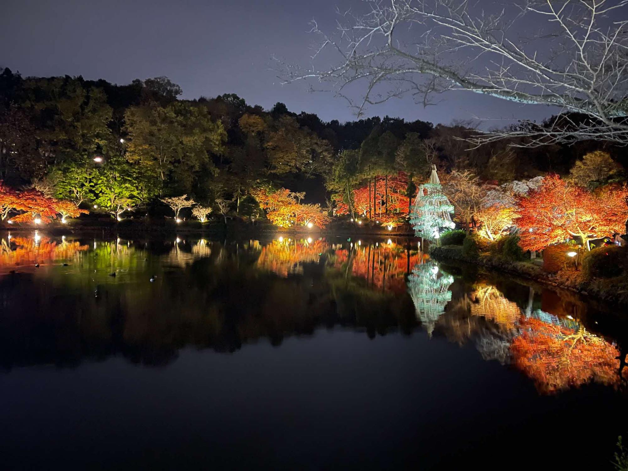 暗闇の中でライトアップされた紅葉の木々が池に写っている様子