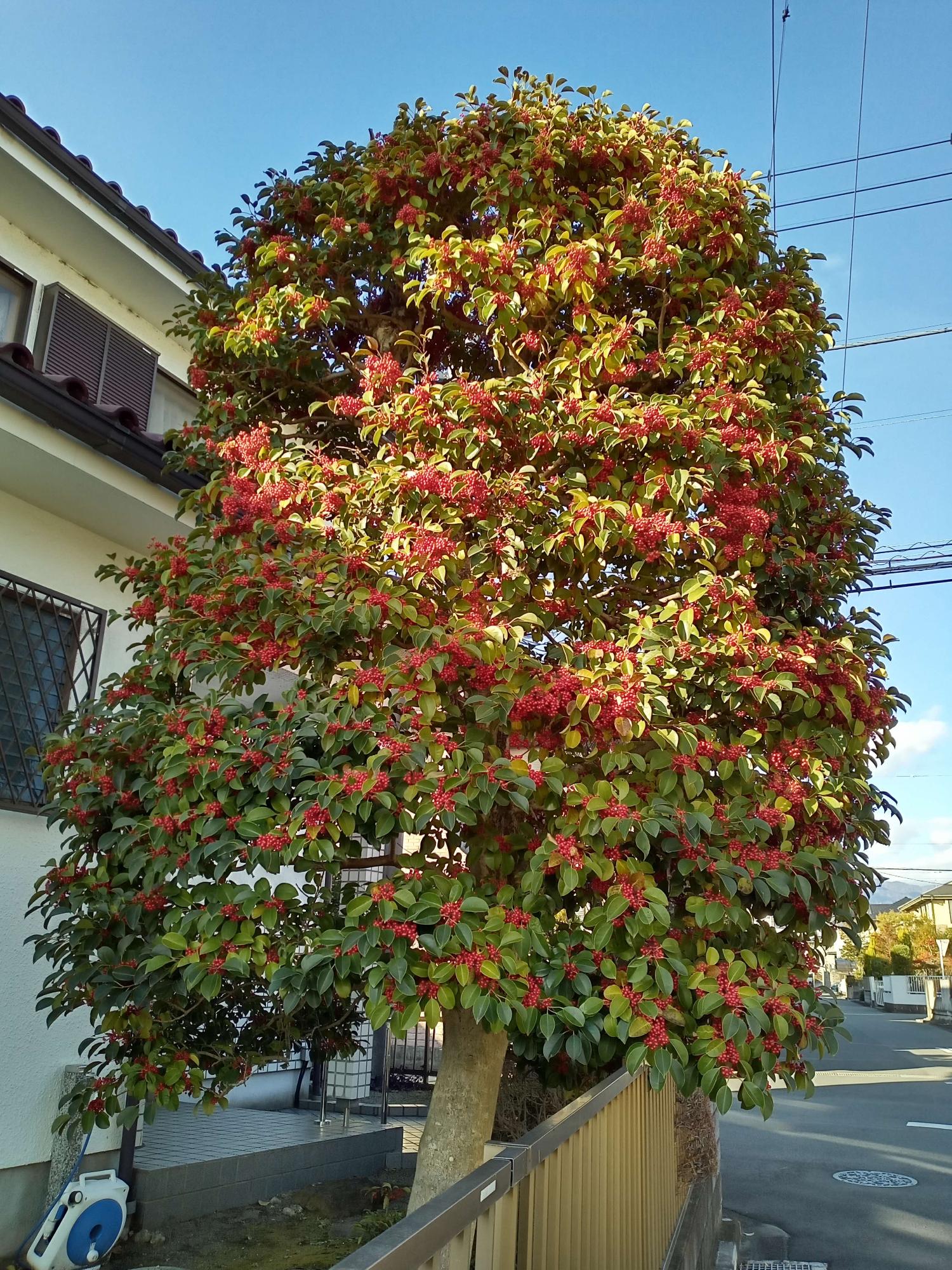 赤い実をたくさんつけた大きな樹木