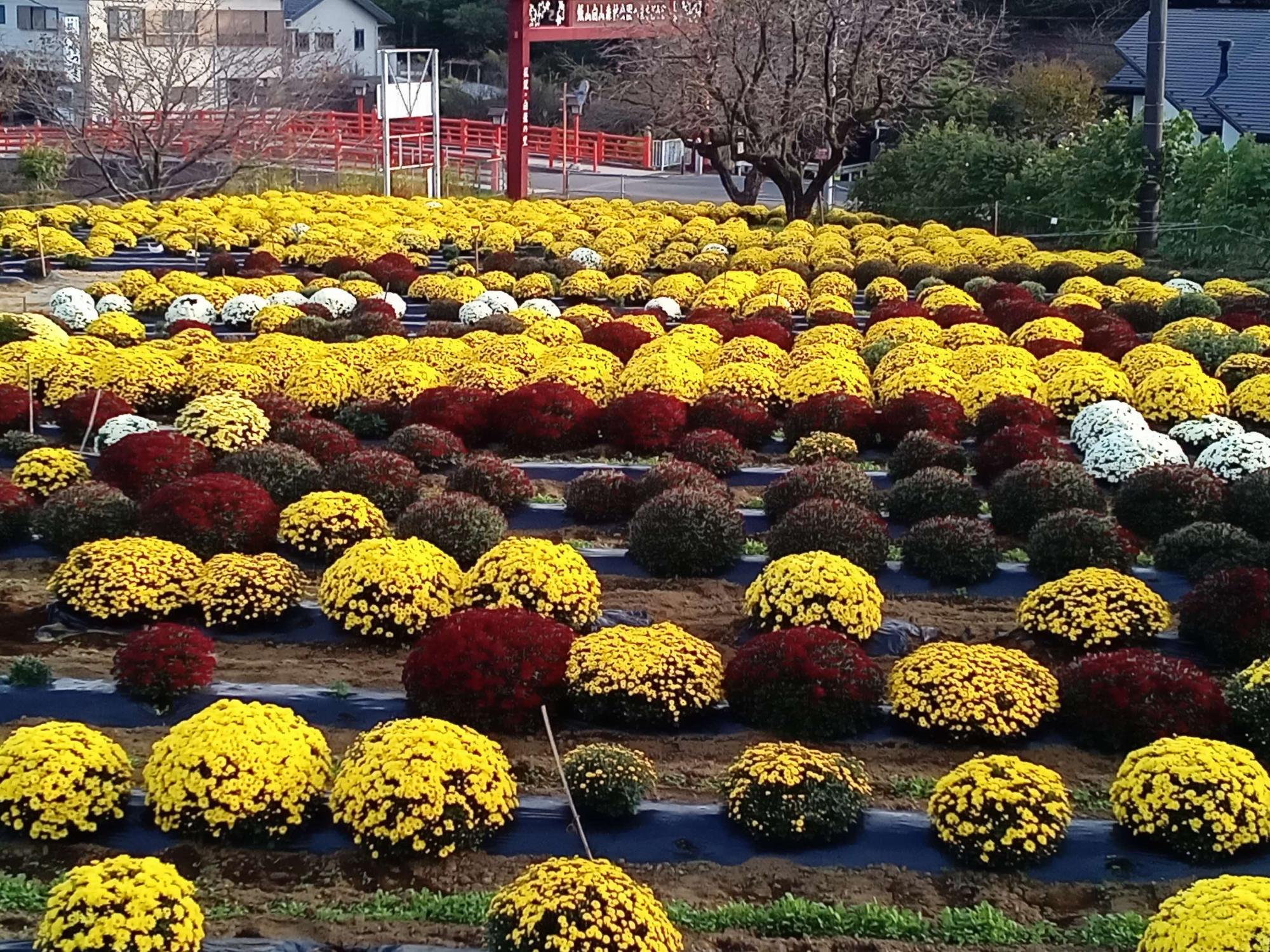 赤白黄色のざる菊が並べて植えられている様子