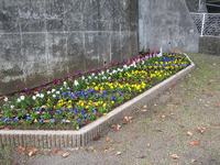 敷地内の一角のコンクリートで造られた塀側に、白や紫、黄色などの色とりどりの花が咲いている花壇の写真