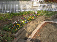 公園の敷地内の横長の花壇に、紫やピンク、黄色などのカラフルな色の花が植えられている写真