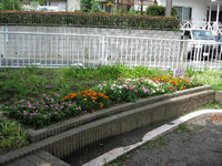 公園の敷地内の横長の花壇に、ピンクやオレンジ、白色などのカラフルな色の花が植えられている写真